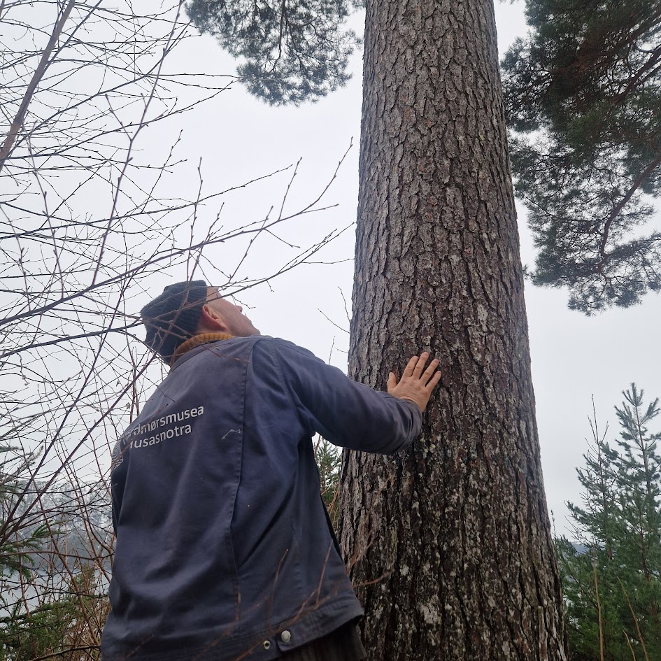 Bøfjorden Sag tre Mann fra Bøfjorden Sag velger ut kvalitetstre fra norsk skog
